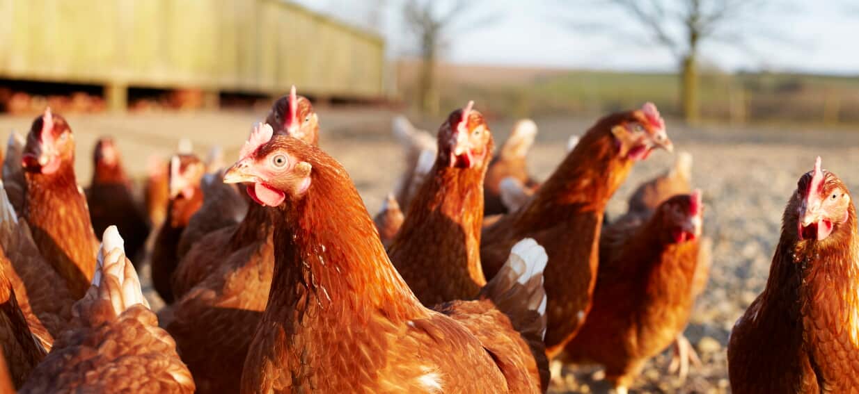 Authorities urge public not to panic as bird flu tally climbs