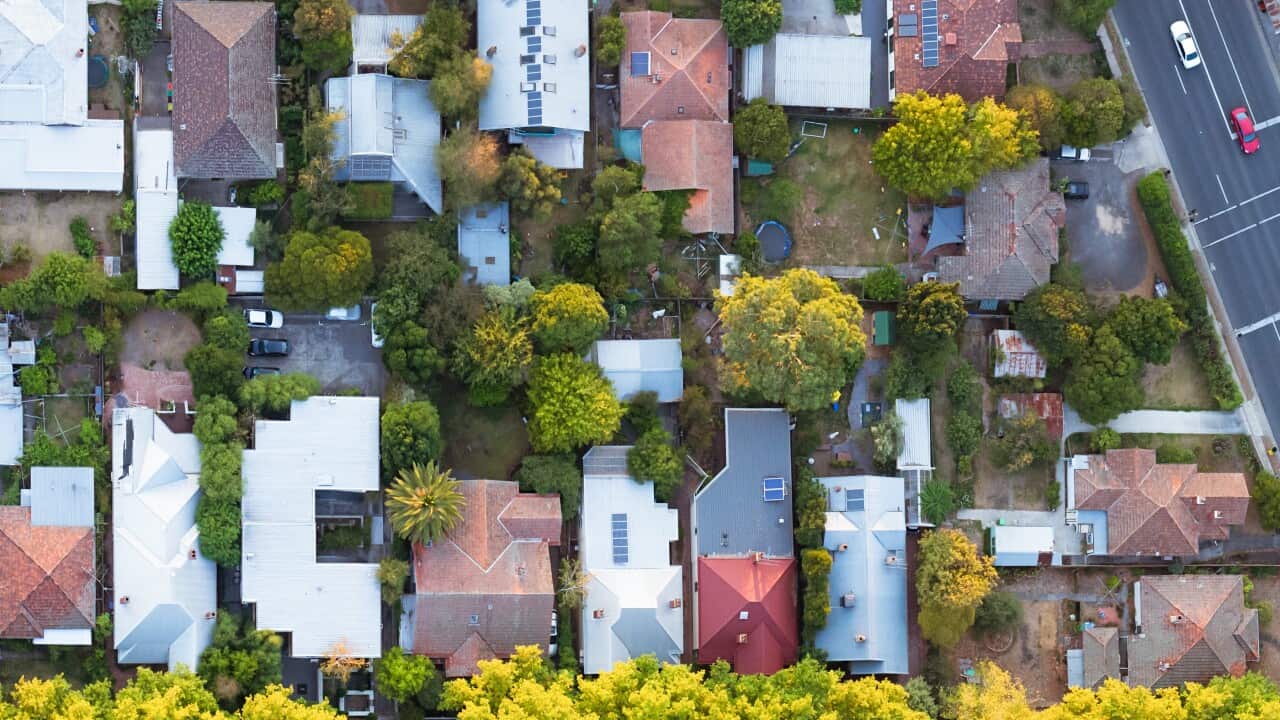 An aerial shot of the roofs of houses in a leafy suburb