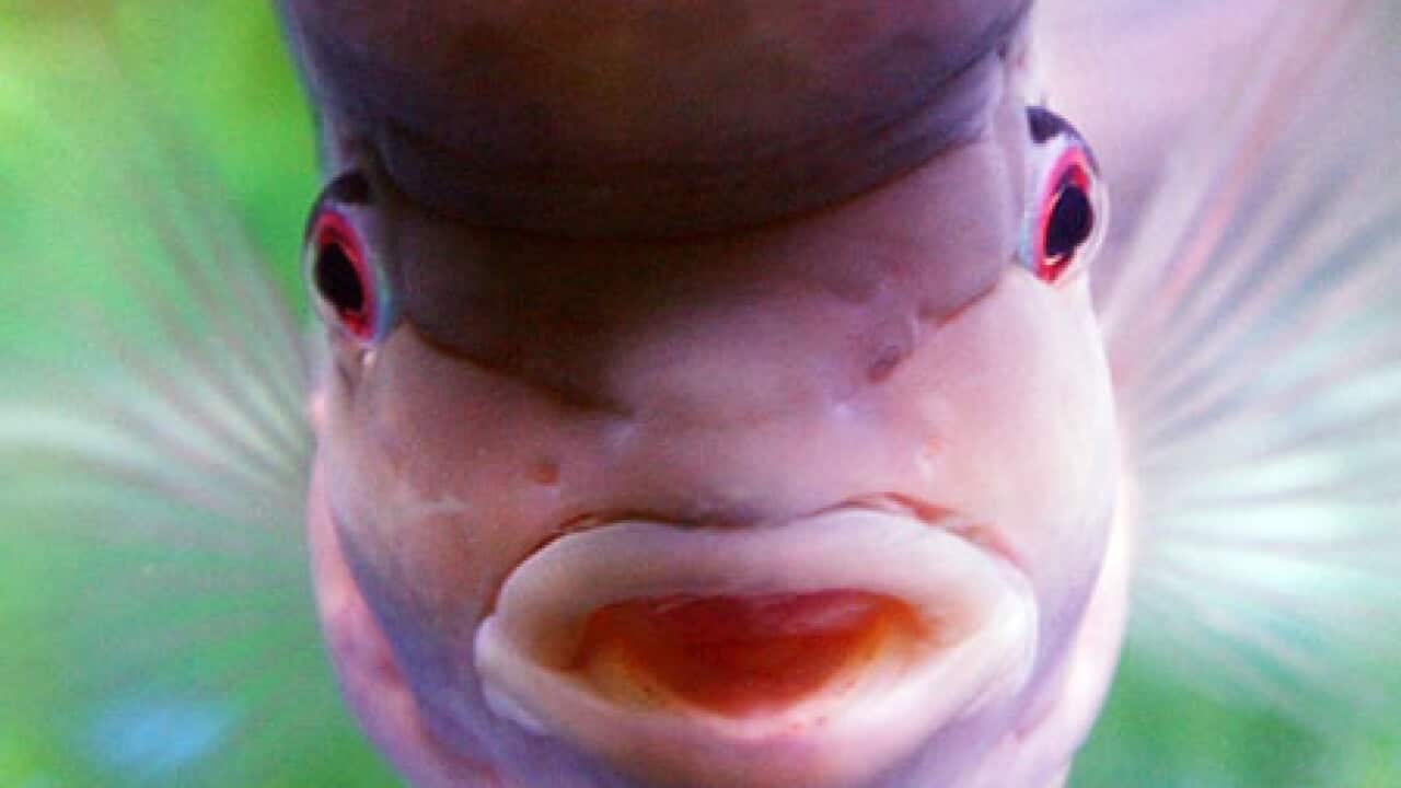 fish_cichlid_b_100516_ap_1589520392