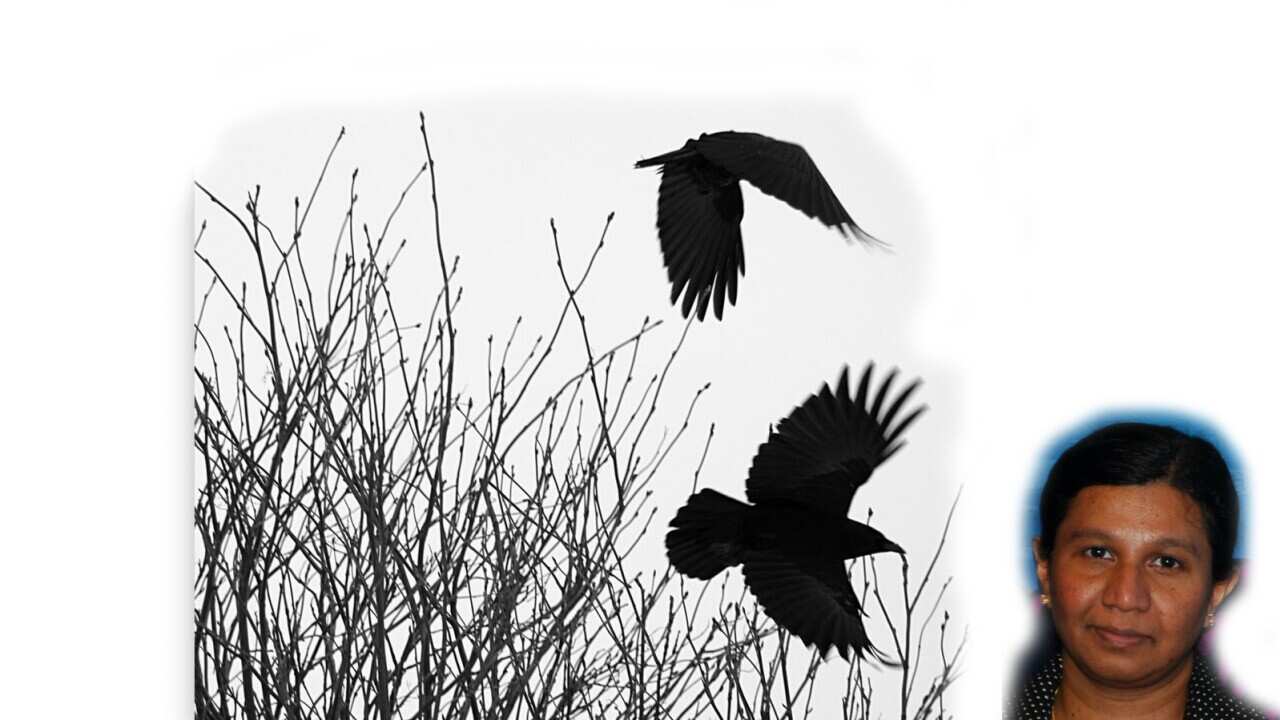 Crow