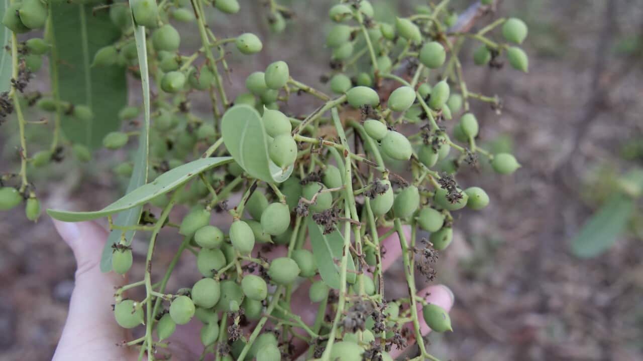 Could the green plum be your new source of folate?
