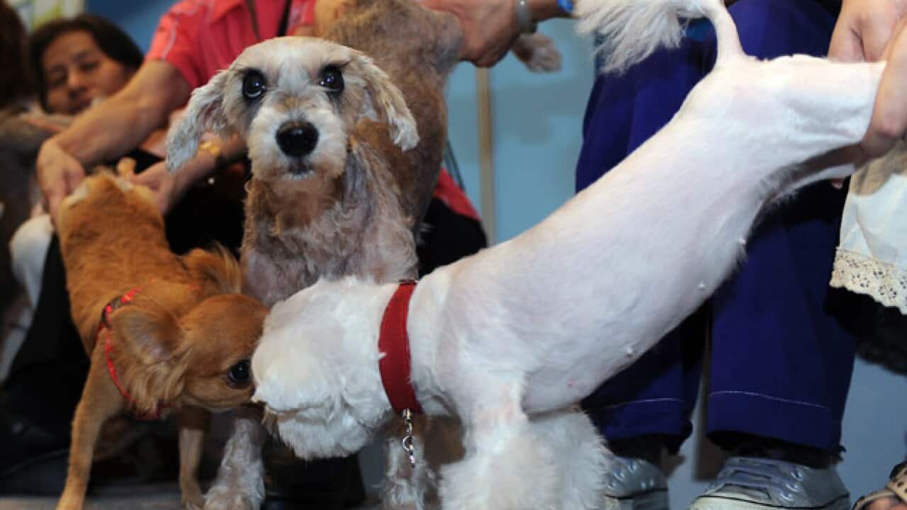 yoga_dogs_b_111021_getty_629744928