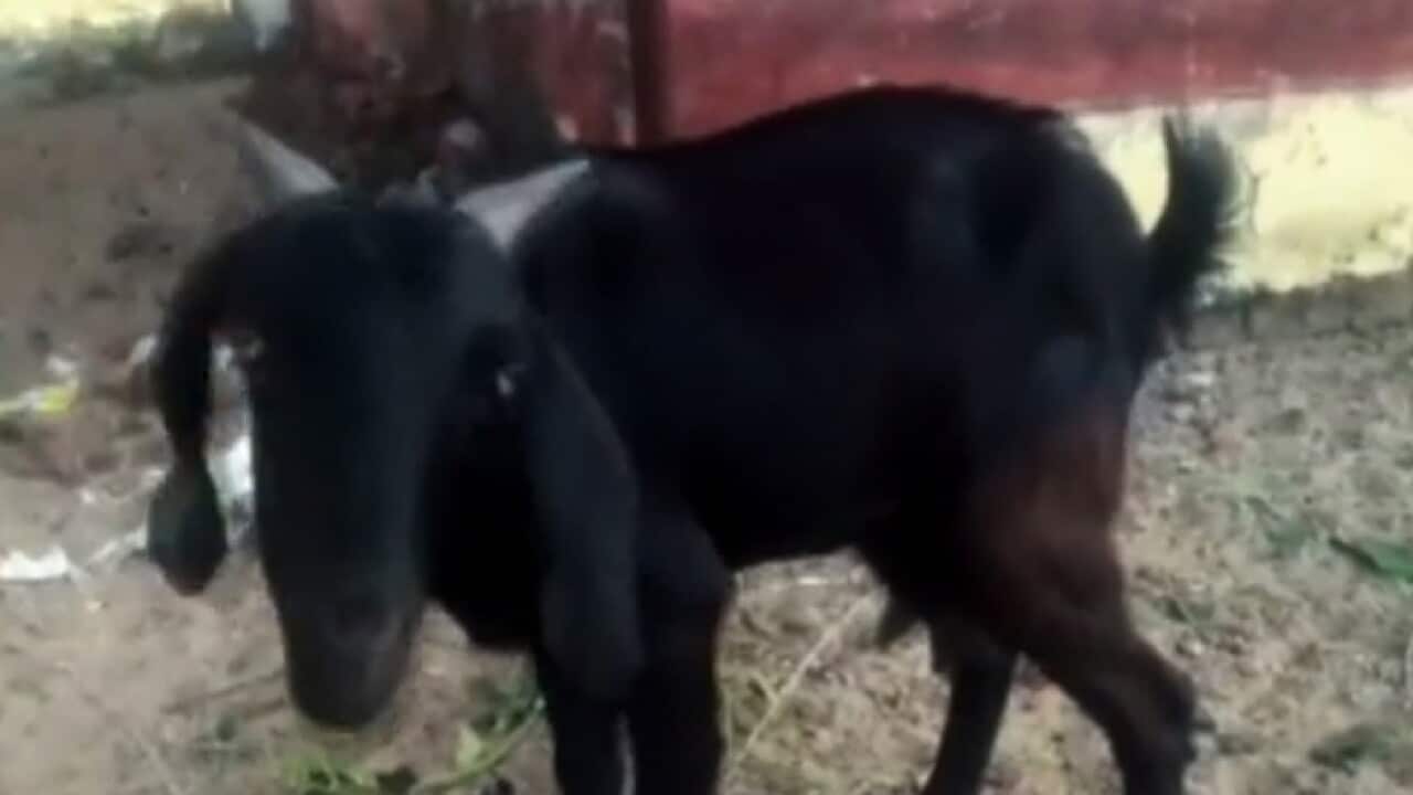 Goat arrested in India for eating plants in judge's garden