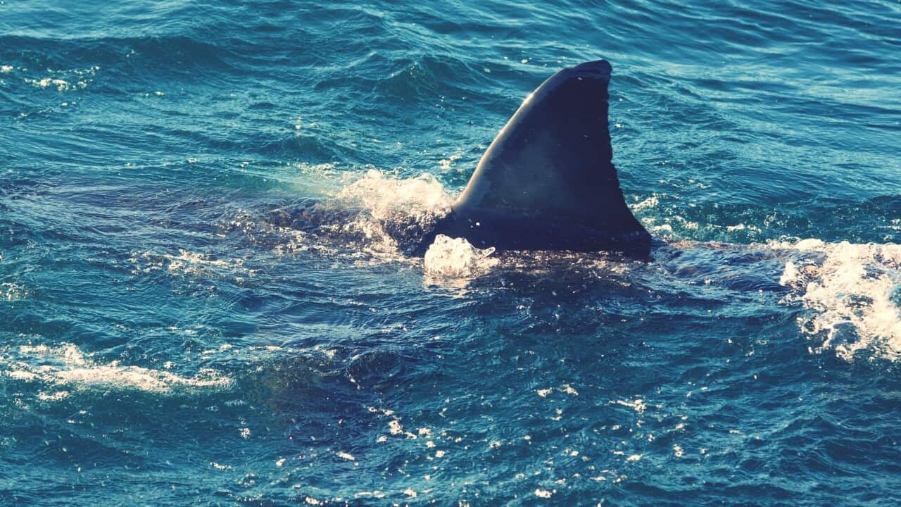 A shark swims in rough waters.