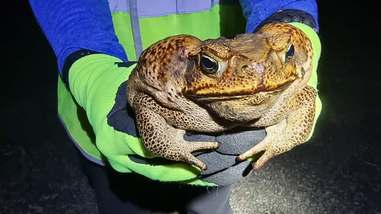 CANE TOADS
