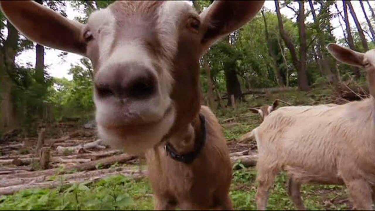 A Brooklyn park is using a herd of goats as a natural alternative to chemical weed removal.