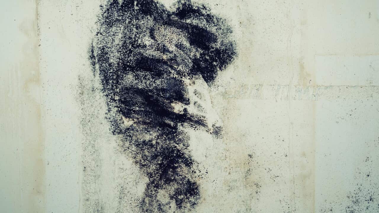 Closeup of a mold wall with fungus