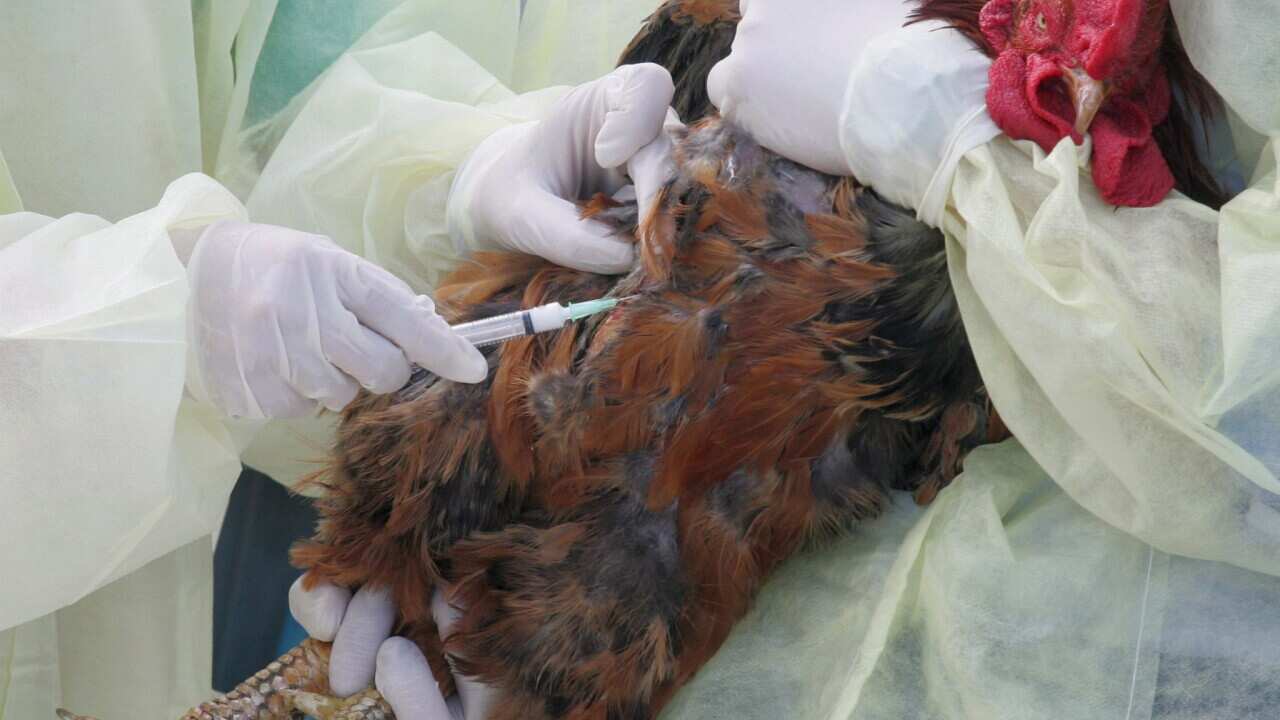 A chicken is vaccinated against the H5N1 avian influenza virus.