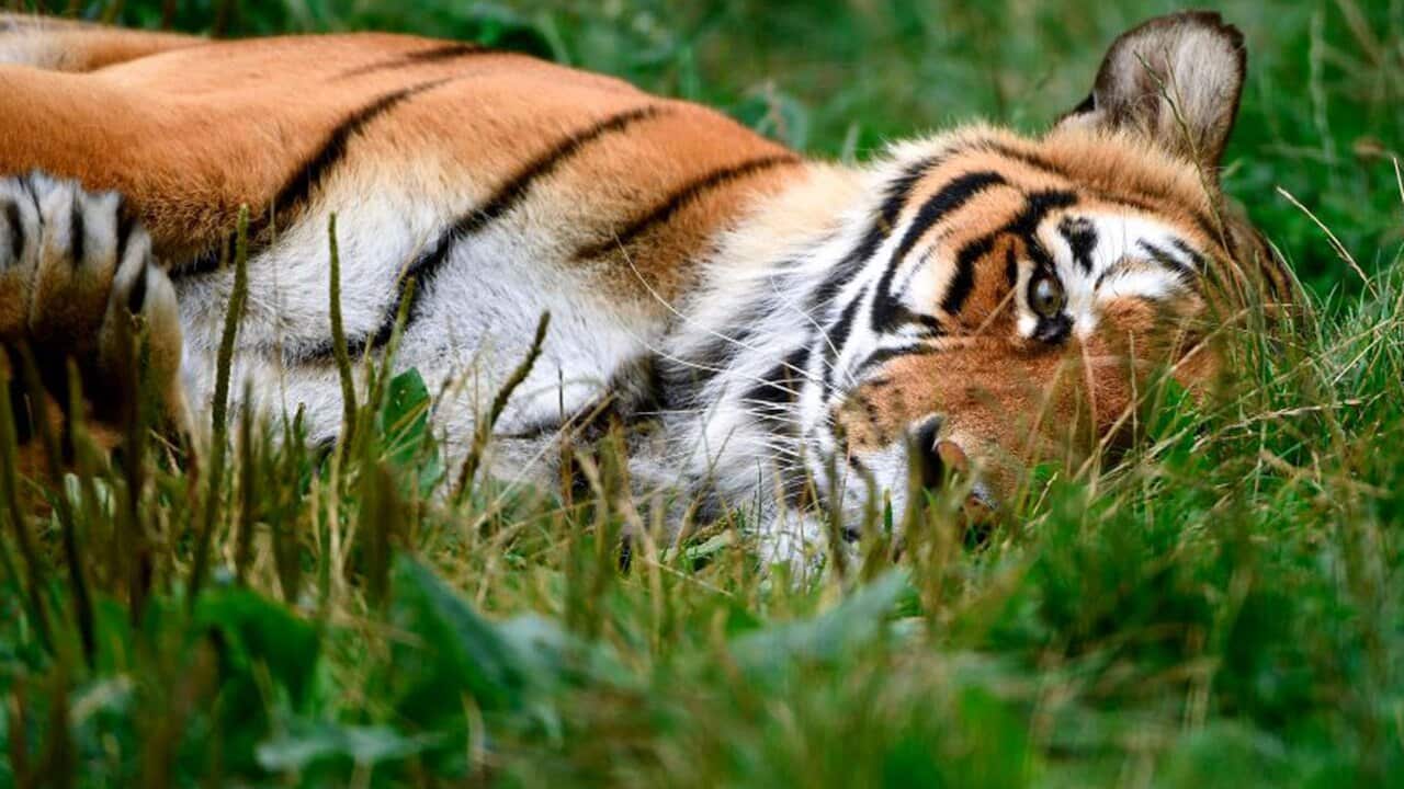 A Bengal tiger rests at the temporary shelter of the 'Stichting Leeuw' Lion Foundation, which rescues retired circus animals.
