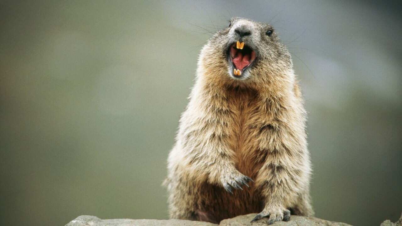 A dead marmot is to blame for a recent outbreak of the bubonic plague in the town of Yumen, in the northwestern province of Gansu in China. (AAP)