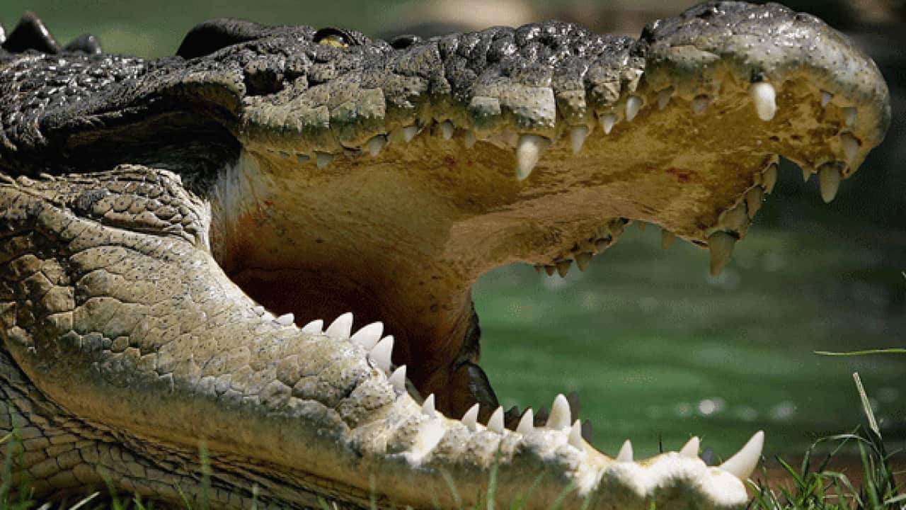 crocodile