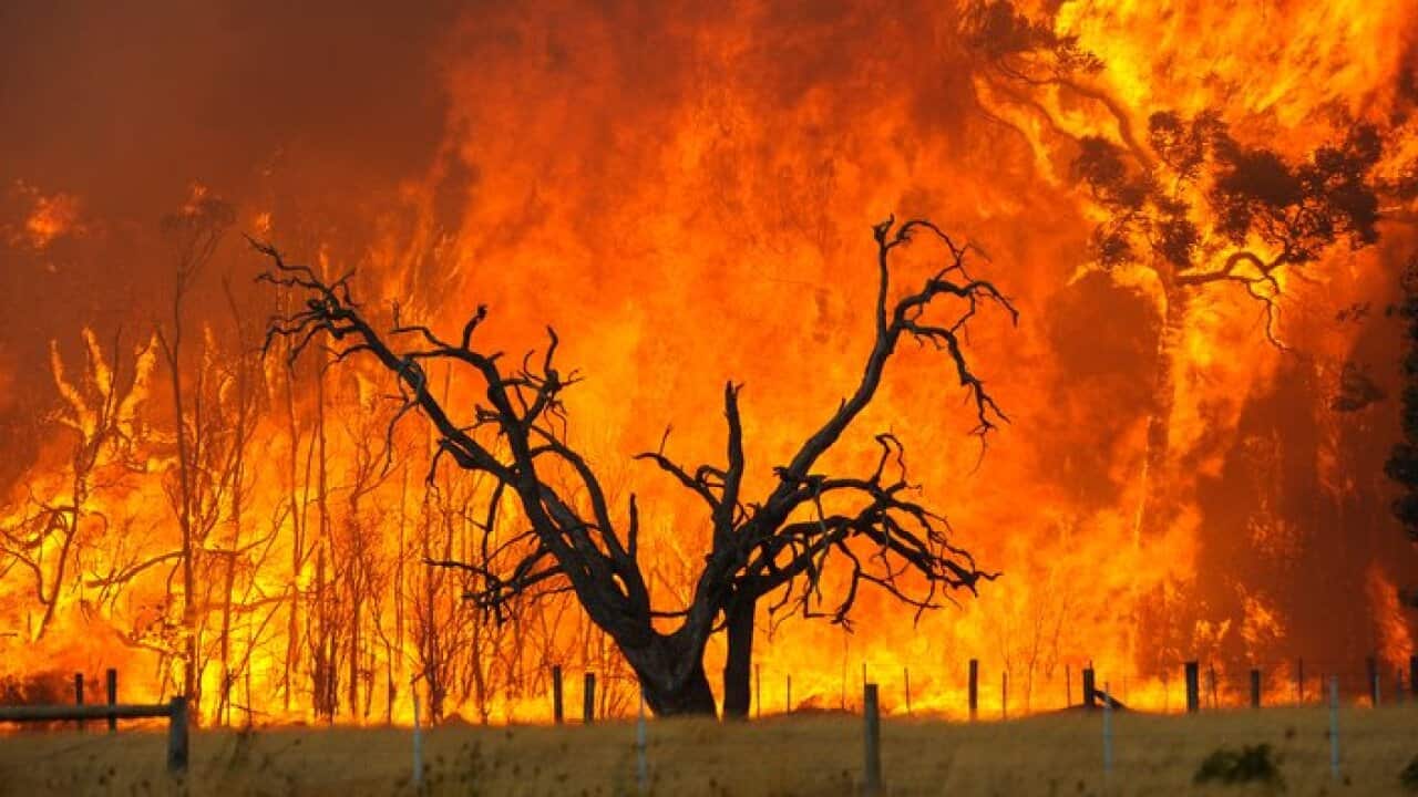 A bushfire burns in the Bunyip State Forest near the township of Tonimbuk, Saturday, Feb. 07, 2009.