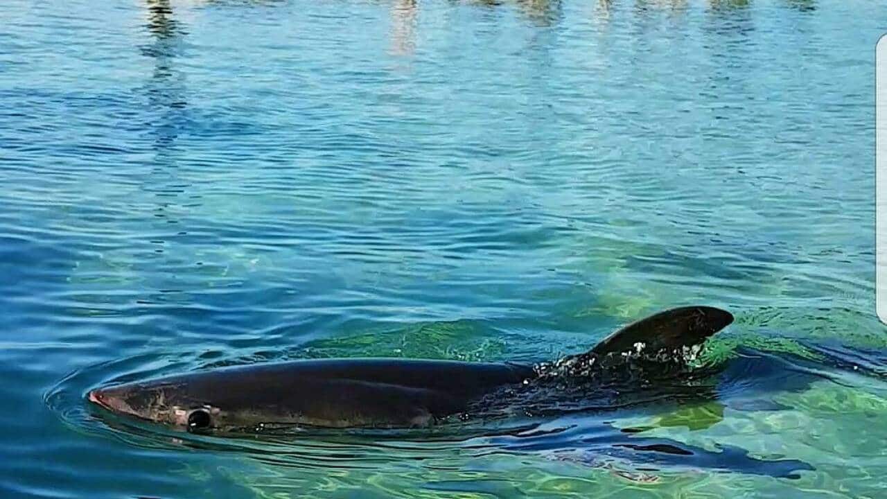 GREAT WHITE SHARK in the Fairy Bower rock pool in Manly