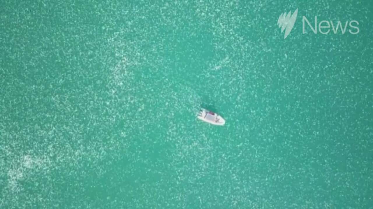 Huge jellyfish swarm captured by drone