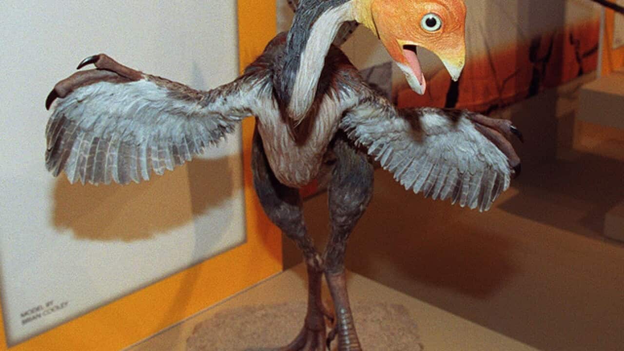 caudipteryx_model_120423_getty_b_1759042133