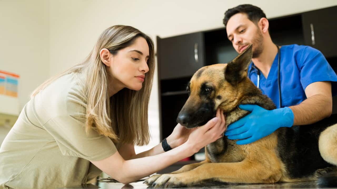 Dog owner petting and parting from her aging pet