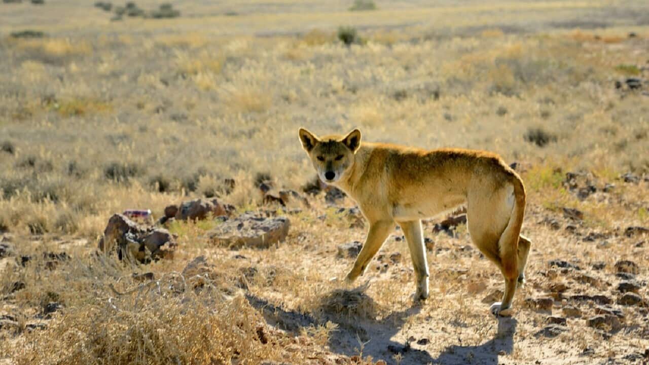Wild dingo