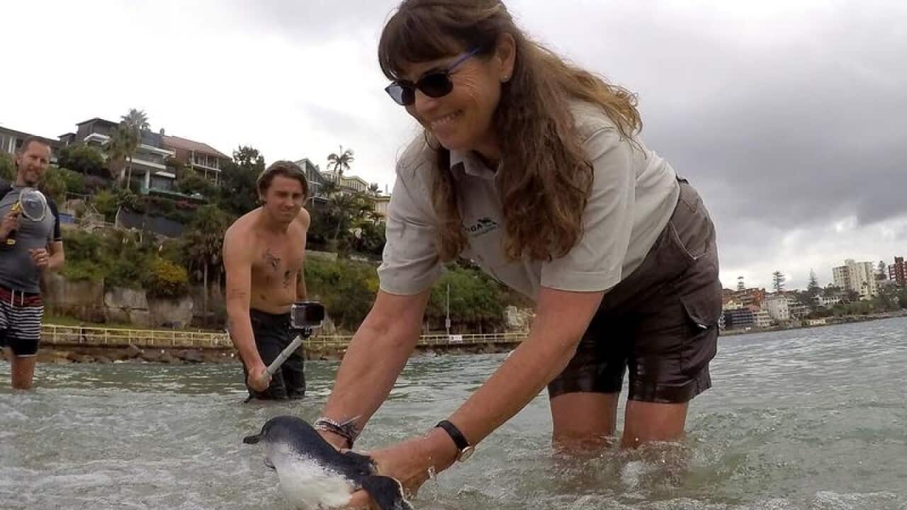 People take pictures while a vet releases a penguin in the sea