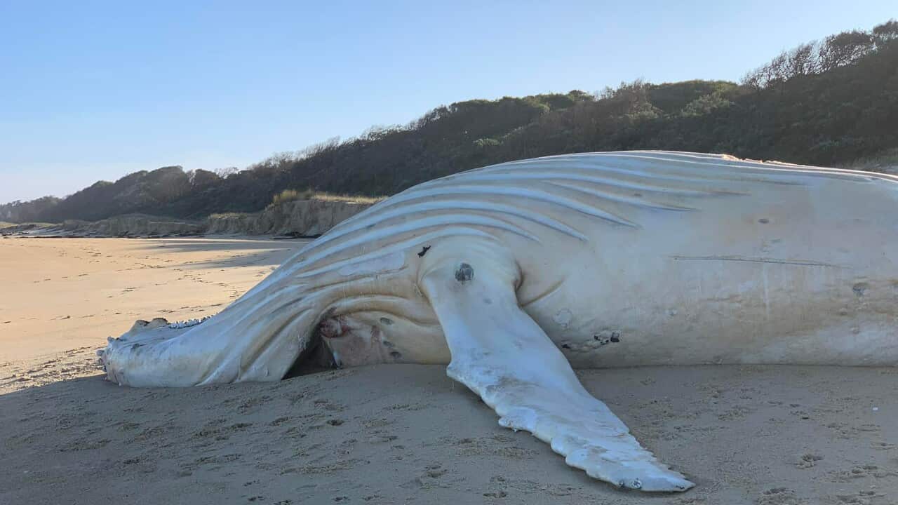 Body of a white whale found dead on a Mallacoota beach in Victoria’s East Gippsland region.