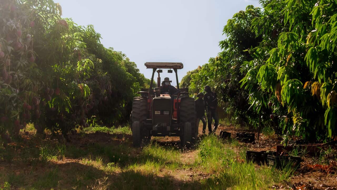 An image showing a mango farm, a tractor in the centre and workers