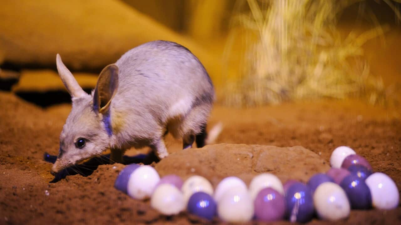 A bilby, with its silky-fur dyed purple for easter, at the WILD LIFE in Sydney.