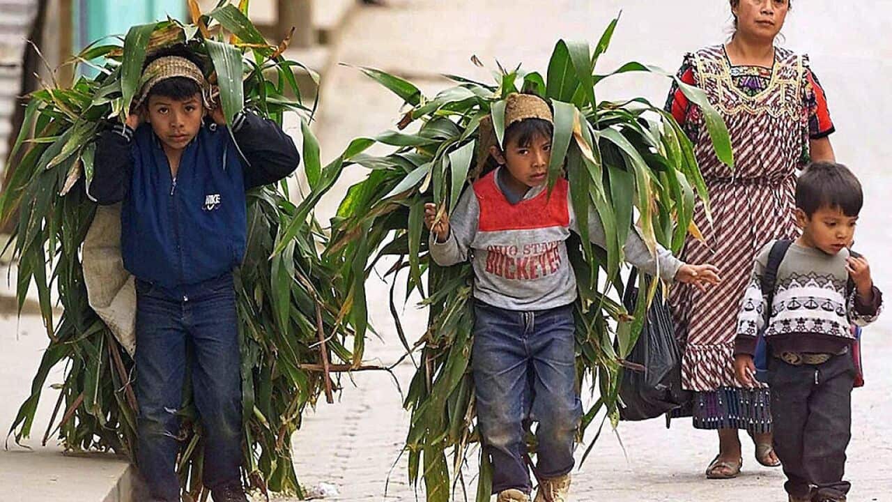 (ARCHIVO) Ninos cargan plantas de maiz a