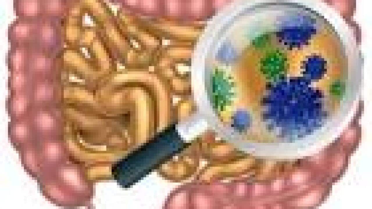 intestinal bacteria