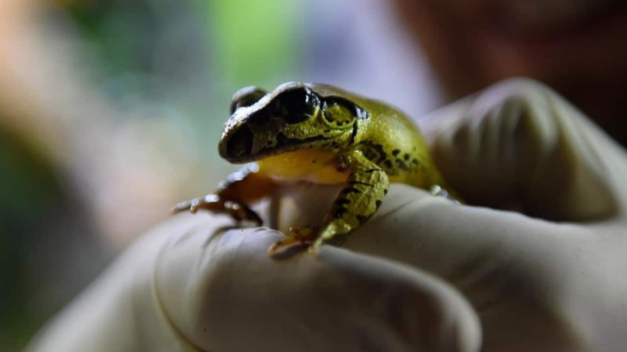 a Stuttering Barred Frog