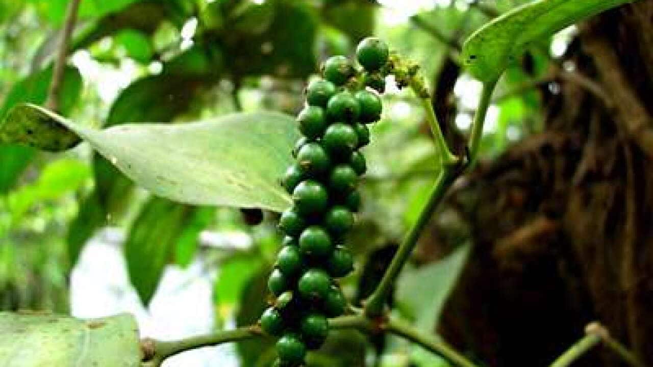 Pepper