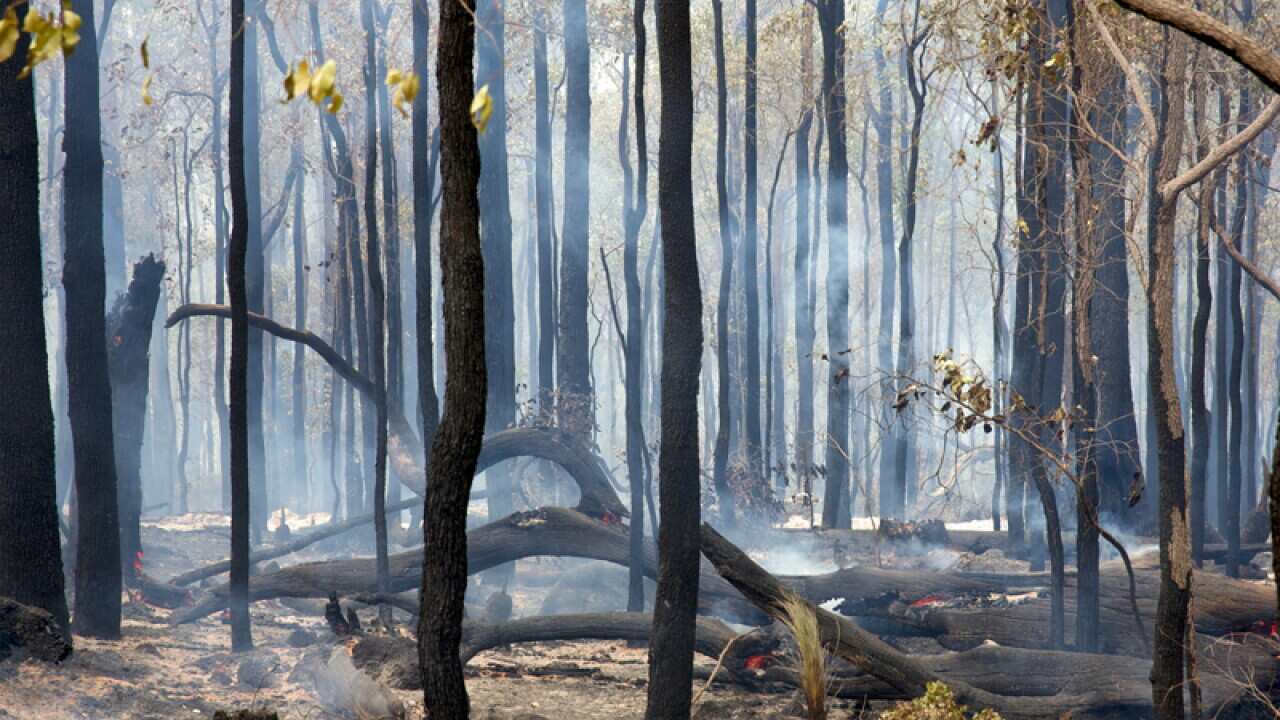 Trees smoulder after a major bush fire in Western Australia