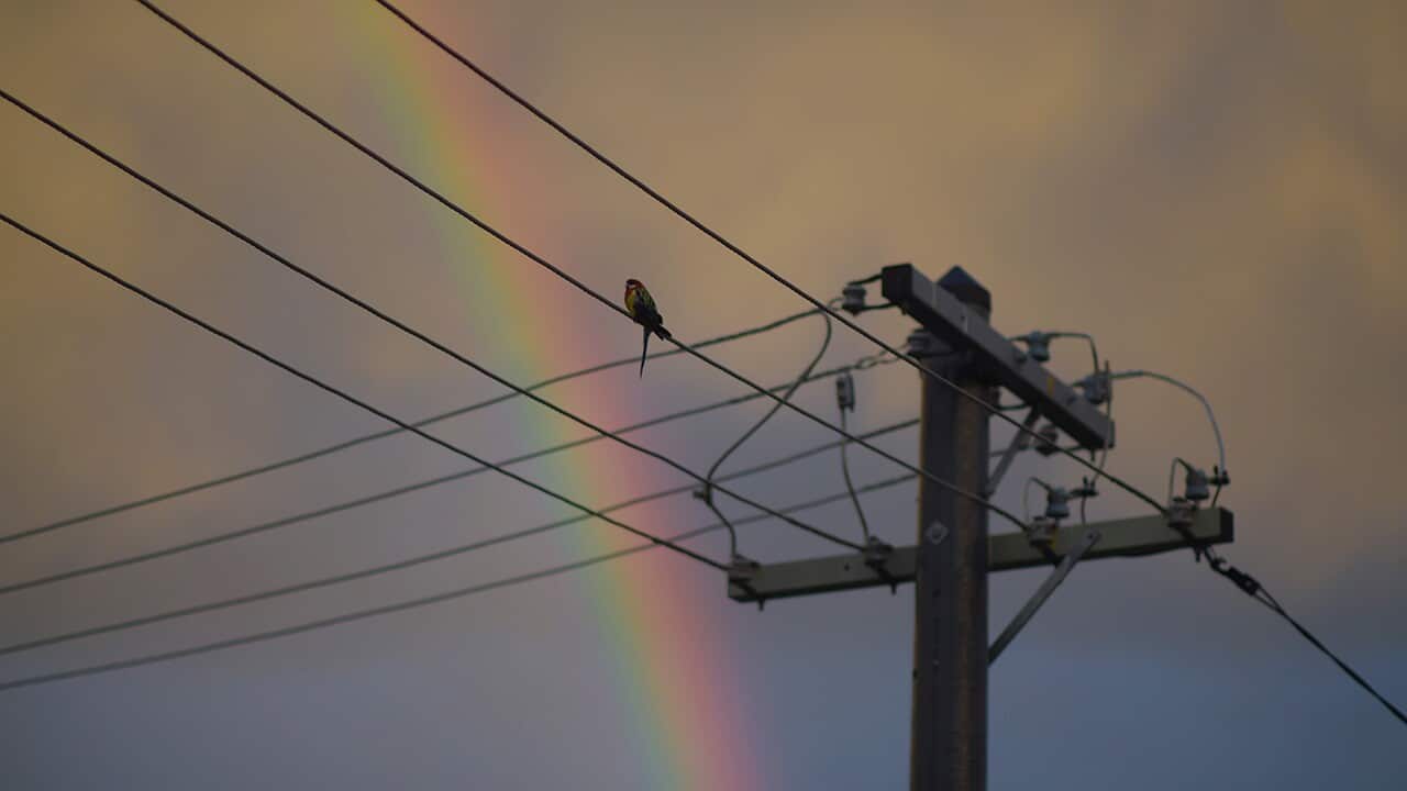 A bird sits on electricity wires as a rainbow can be seen in the background in Canberra, Sunday, Nov. 29, 2015. (AAP Image/Lukas Coch) NO ARCHIVING