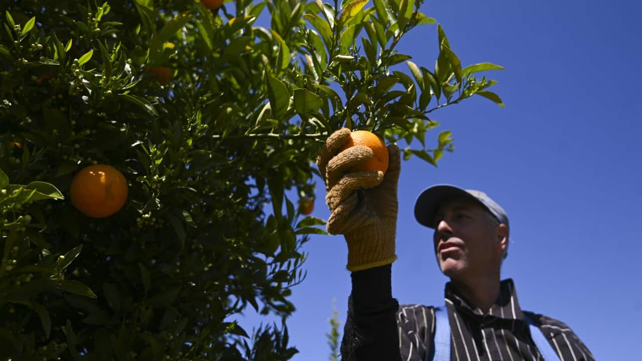 Fruit picker Wayne Smith harvests oranges on a farm near Leeton, NSW, Thursday, October 1, 2020.