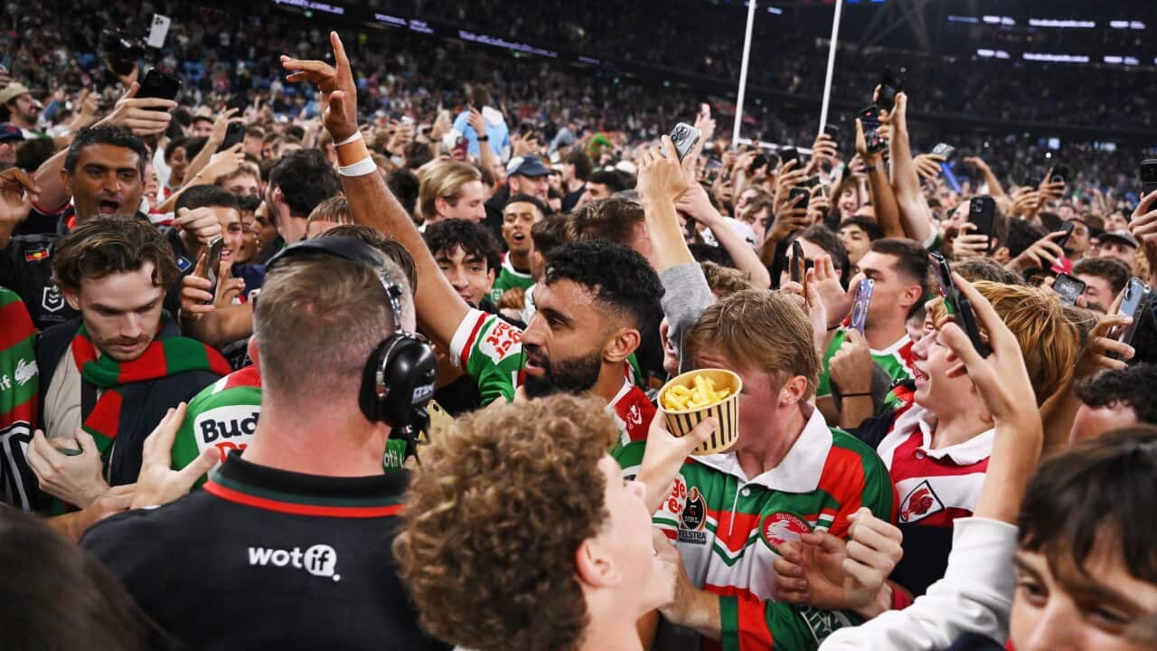 NRL ROOSTERS RABBITOHS