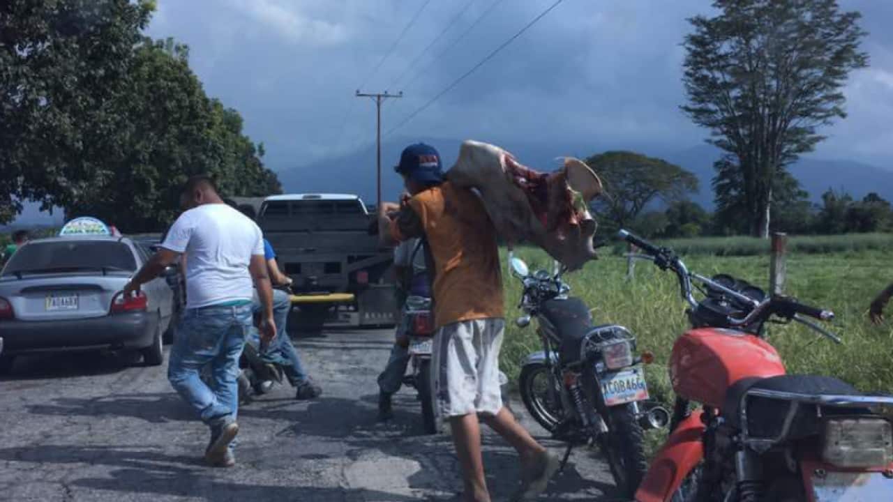 Personas se metieron a la Hacienda Miraflores en Palmarito, Mérida. Se presume han matado más de 300 animales.