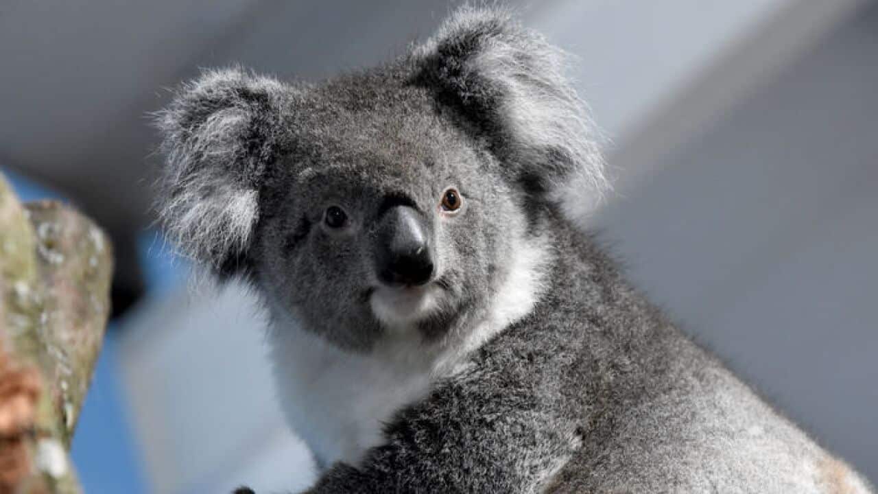 One of the four female Koalas settling into their new home