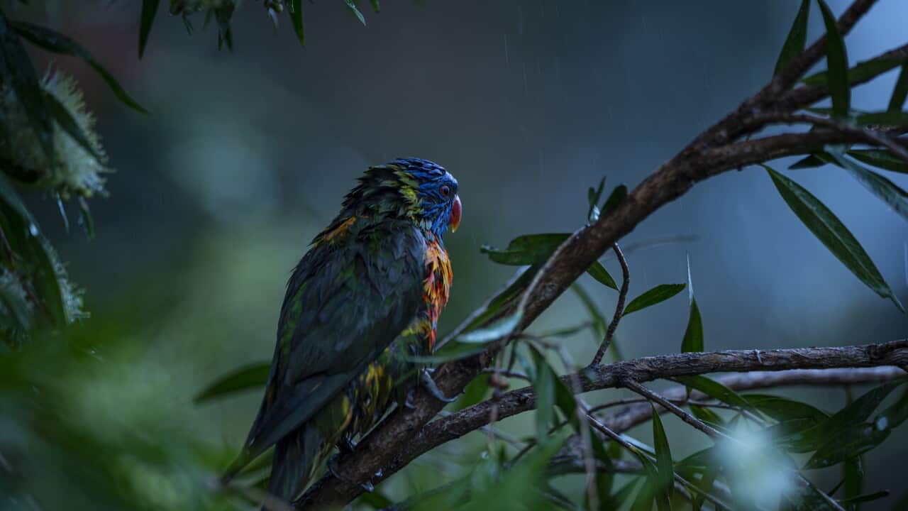 Rainbow Lorikeet - On a rainy day