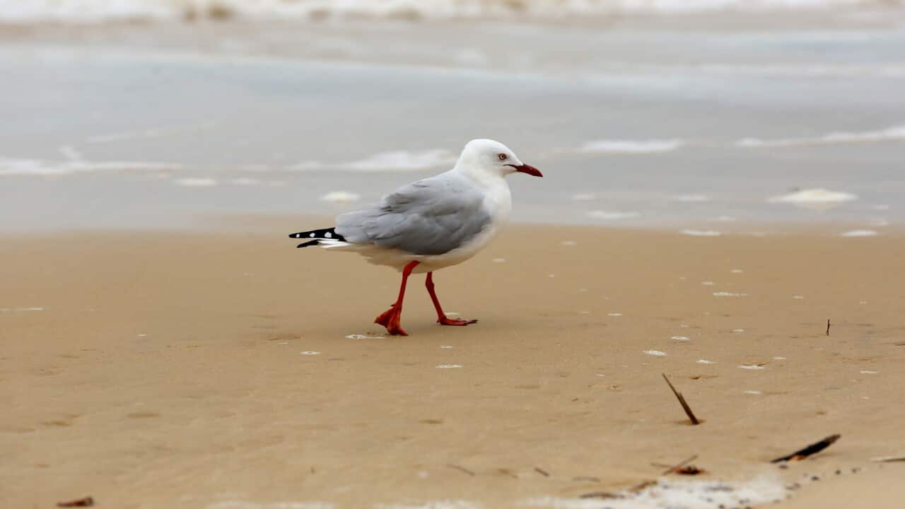 A seagull on the shoreline at a beach.