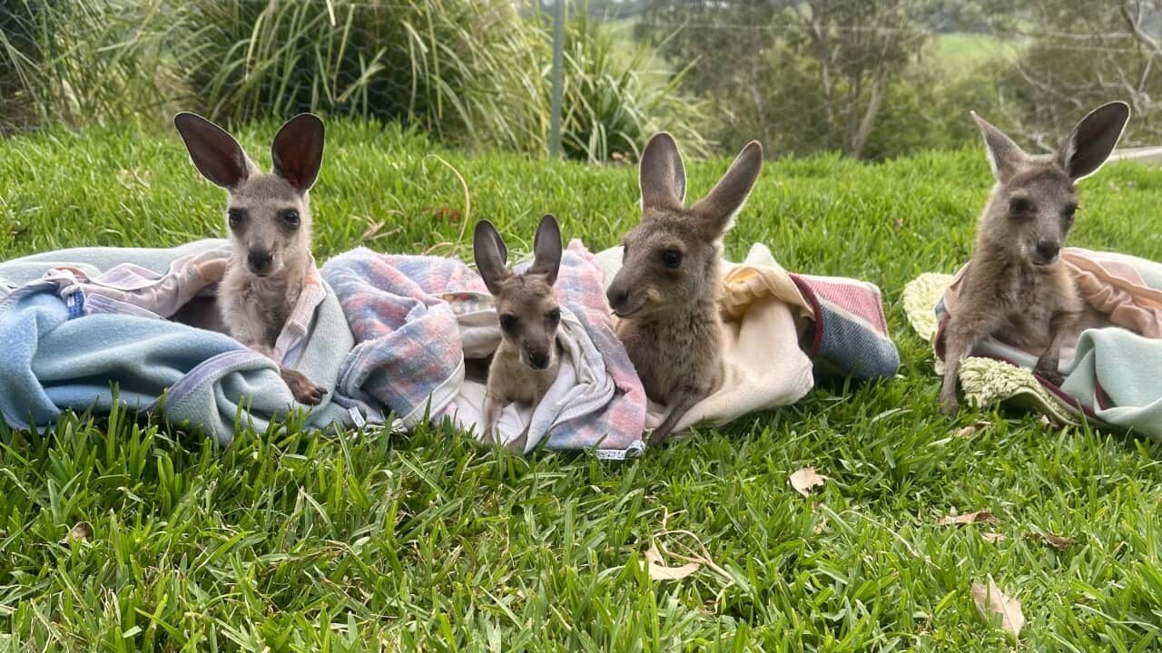 Susanne Scheuter open.jpg