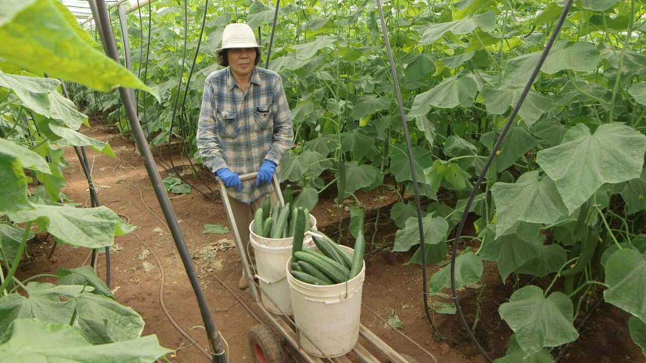 About 80% of cucumbers sold in South Australia are produced by the state's Vietnamese market gardener community.