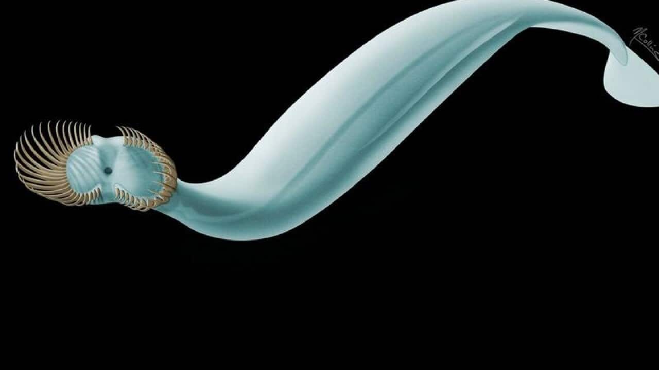 Capinatator praetermissus