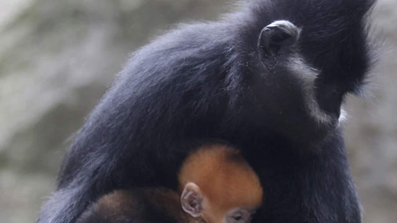 taronga_monkey_109_b_aap_90536615