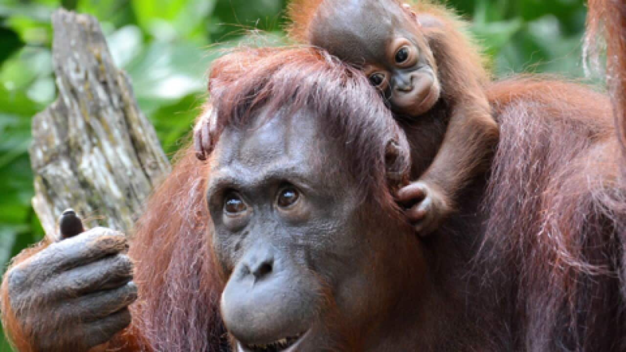 Bornean_Orangutan_Singapore_Zoo_20130326_AAP_1624709270