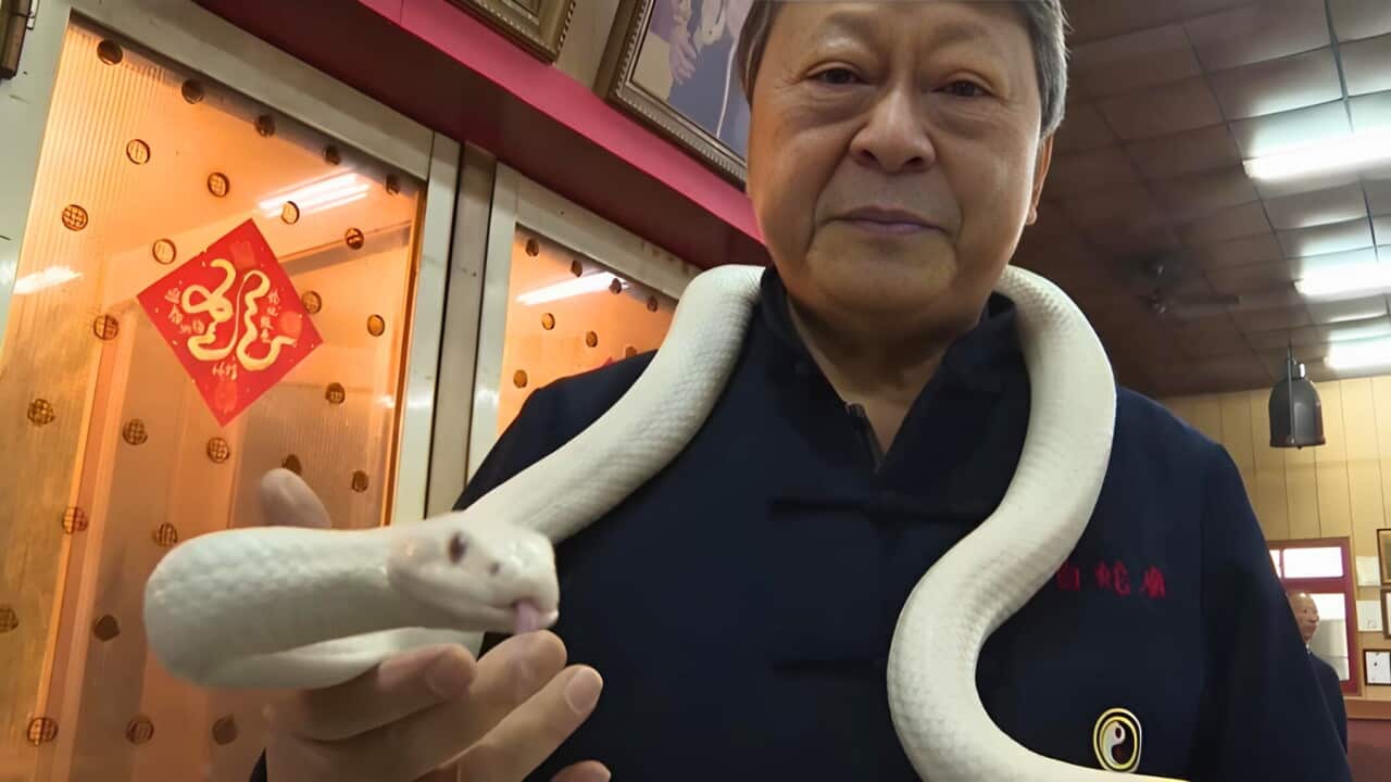 Lo Chin-Sheh with one of his albino rat snakes (AP).jpg