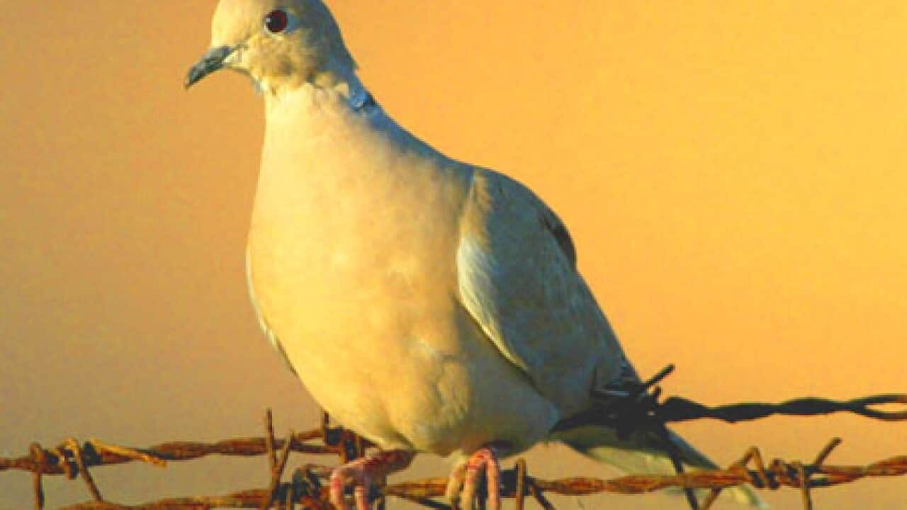 pigeon_100531_AAP_479698020