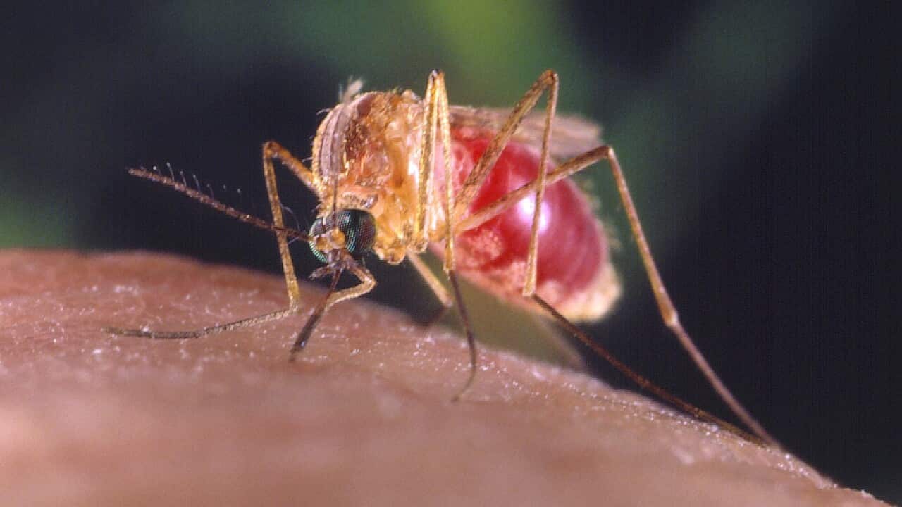 Mosquito Biting Skin