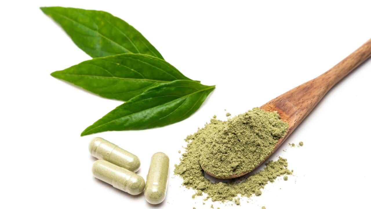 Andrographis paniculata powder, capsule and fresh andrographis paniculata herbal plant, Fah Talai jhon, Thai herbs relieve sore throat, protect ccorona virus or COVID-19 on white background.