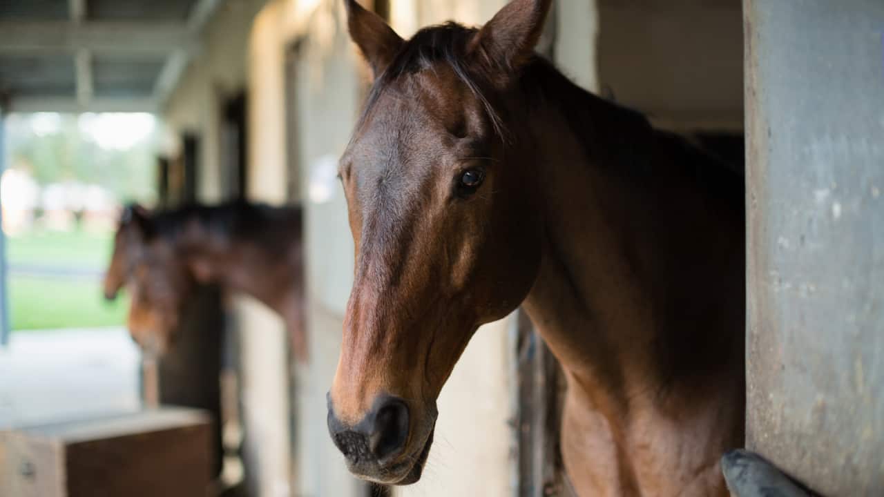 horse racing