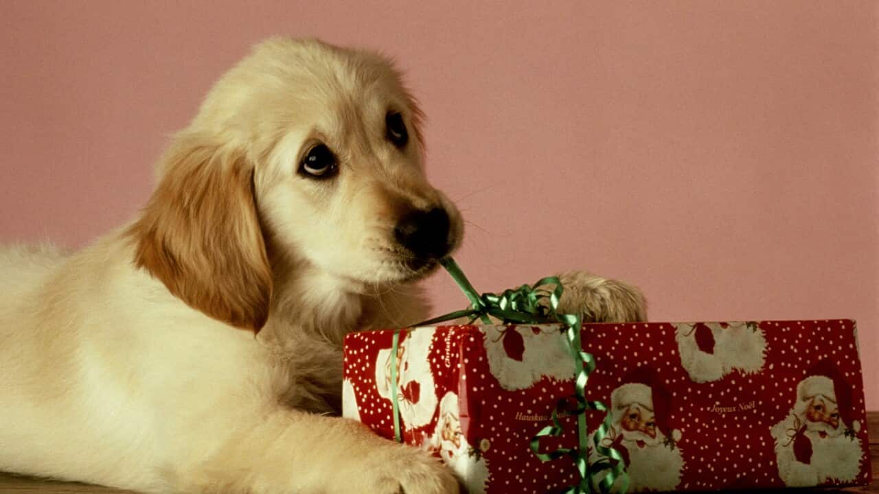 PUPPY OPENING CHRISTMAS GIFT