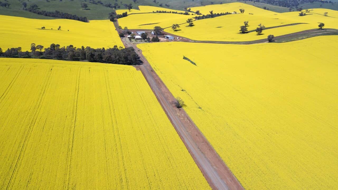 Canola fields near city of Harden in New South Wales, south west Sydney (AAP).