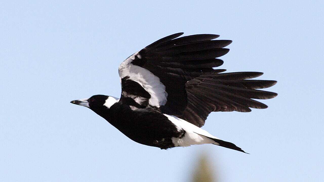 Magpie